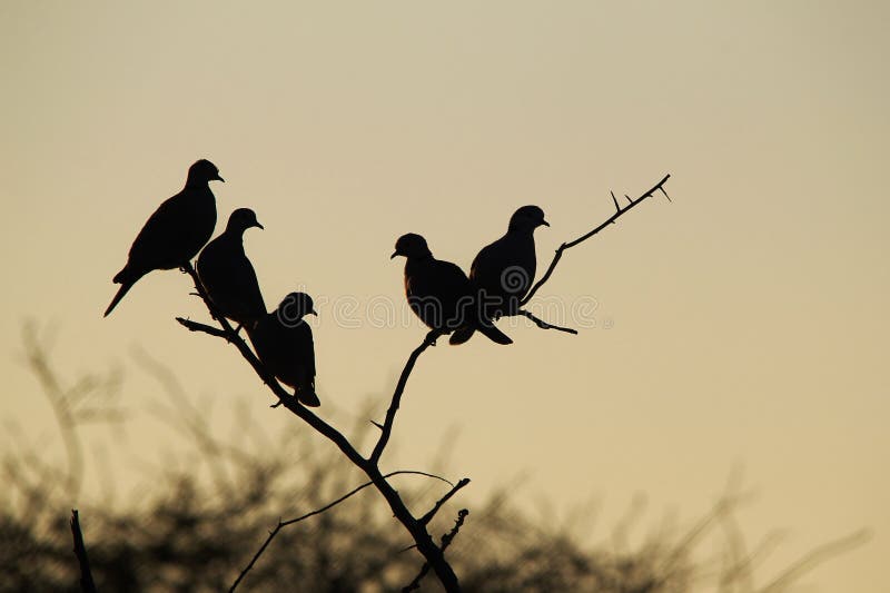 Dove Silhouette - Background Beauty - African wild birds