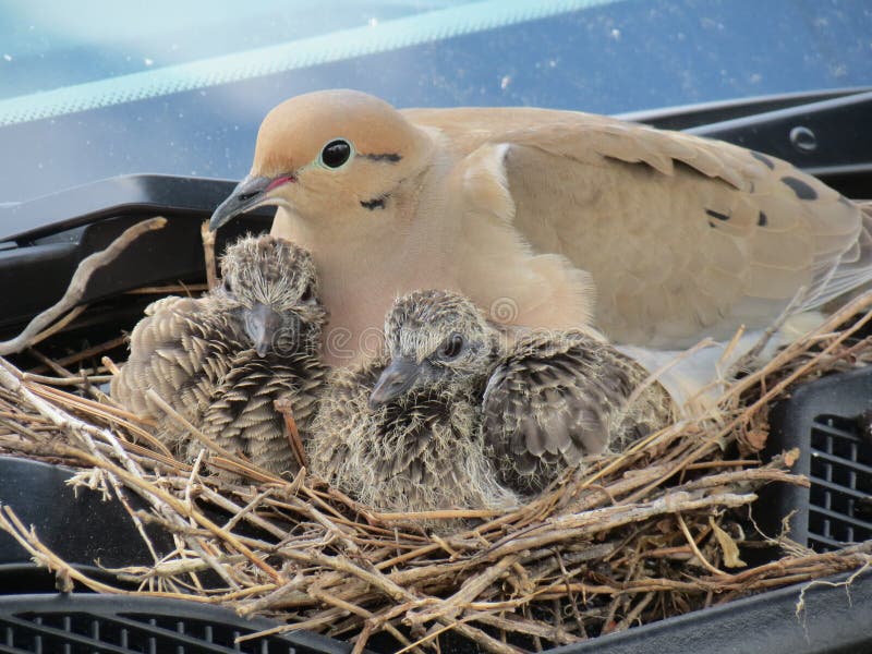 Dove with two babies. stock image. Image of baby, babies 35336699