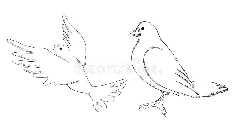  Paper dove 2d drawing sketch for Online