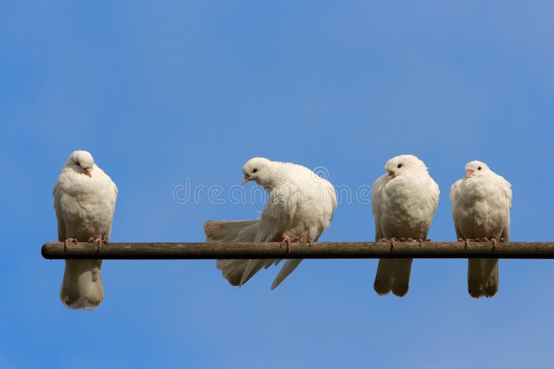 Doves