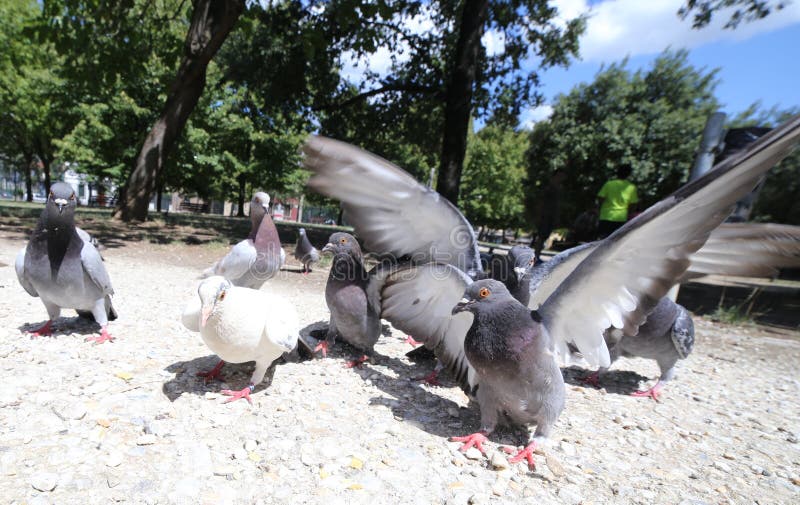 Doves Pigeons Eat Bread Crumbs Stock Photos Free & RoyaltyFree Stock