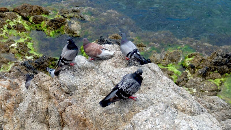 The doves on the stone royalty free stock photo The doves on the stone royalty free stock photo