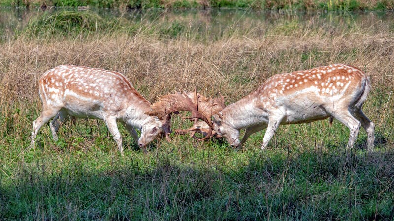 Dovhjort sparkar bakut stridighet i ett land parkerar royaltyfri fotografi Dovhjort sparkar bakut stridighet i ett land parkerar royaltyfri fotografi