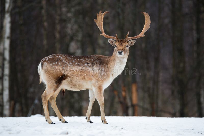 Dovhjortbock Majestätiska kraftiga vuxna dovhjortar, Damadama, i vinterskog, Vitryssland Djurlivplats från naturen, Europa A