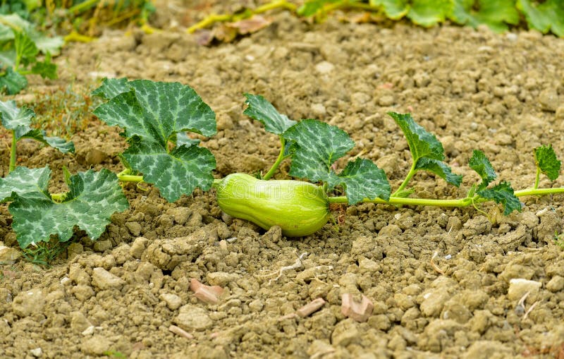 Dovleac strias verde grădină vegetală ecologică royalty free stock photography