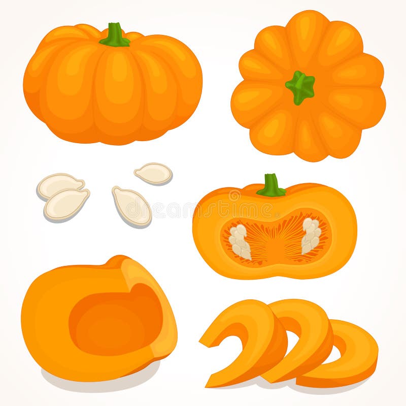 Dovleac vector. jumătate de dovleac feliat. royalty free illustration