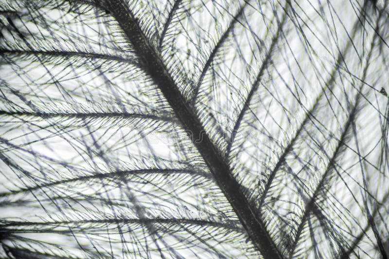 Down Feather from a Pillow Under a Microscope Stock Photo Image of