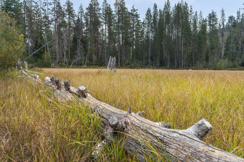 Downed log in a Meadow stock photo Downed log in a Meadow stock photo