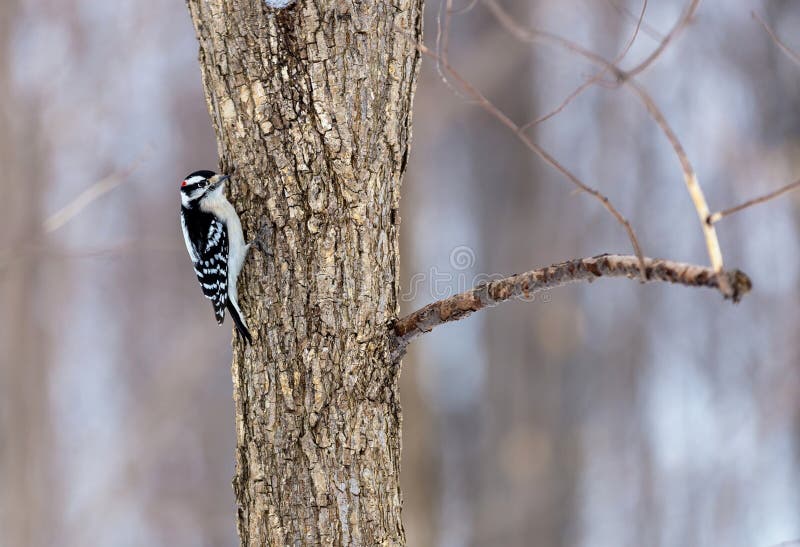 Downey Woodpecker. stock image. Image of ontario, background - 66322757