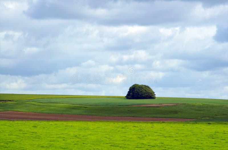Osamělý strom na z obyčejný anglicko.