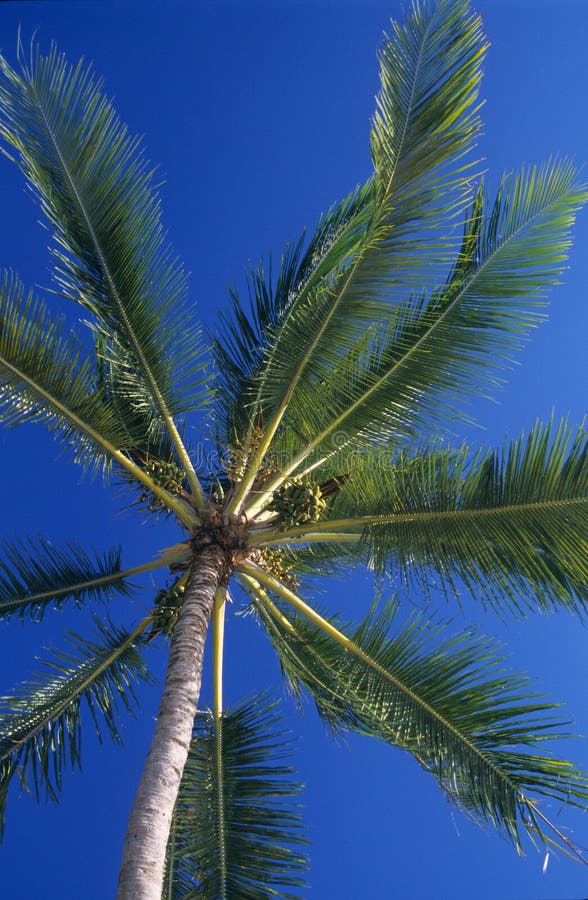 photos stock downview des lames de palmiers à l île des îles maurice image
