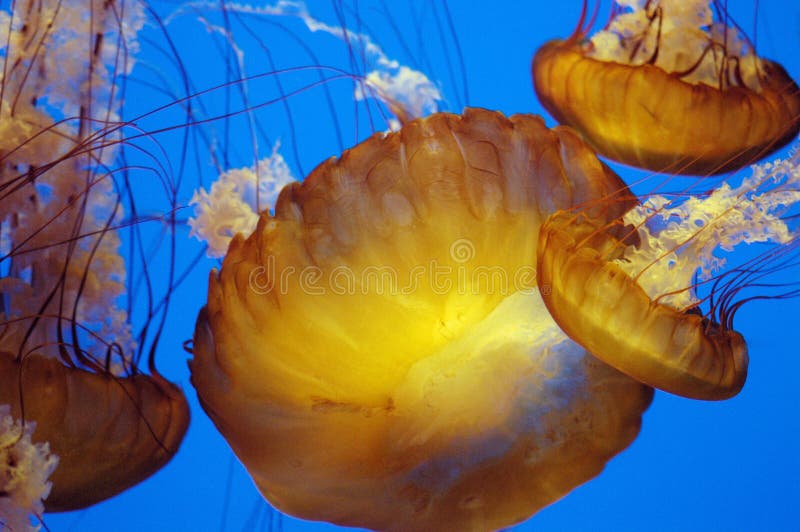 Downward jellyfish 2