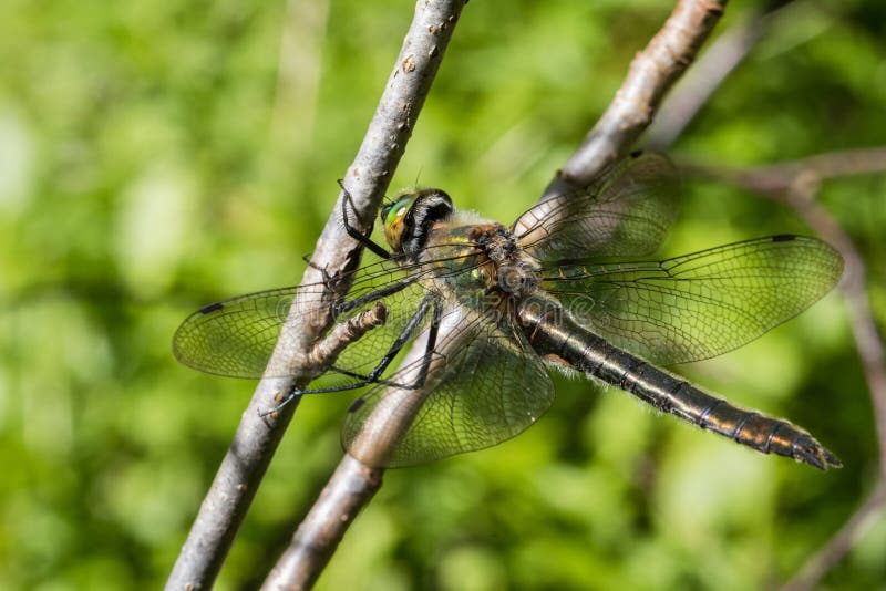 Downy Emerald Dragonfly, Cordulia aenea, Female stock photos Downy Emerald Dragonfly, Cordulia aenea, Female stock photos