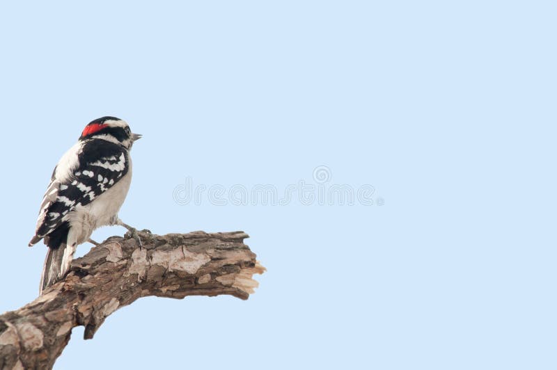 Downy woodpecker stock photos Downy woodpecker stock photos