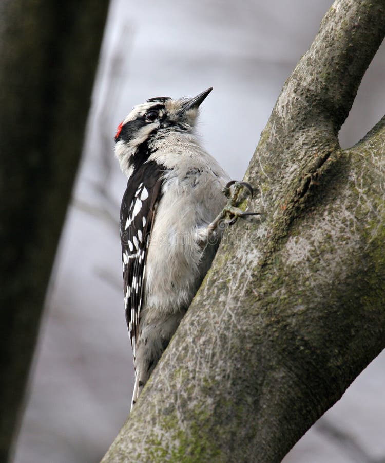 downy woodpecker flying downy woodpecker flying