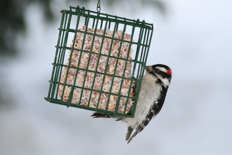 Downy Woodpecker Eating Suet Cake