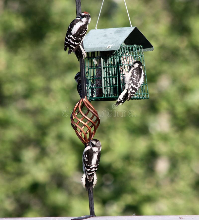 Downy Woodpecker Family Feeding Royalty Free Stock Images - Image: 10663279