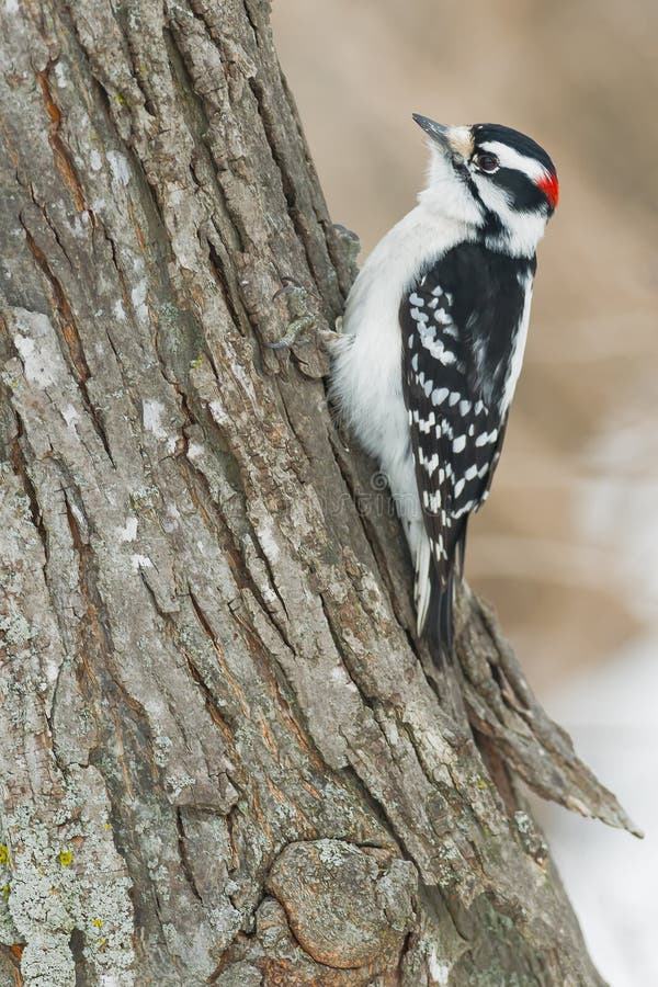 Downy Woodpecker - Dryobates Pubescens Stock Image - Image of wing