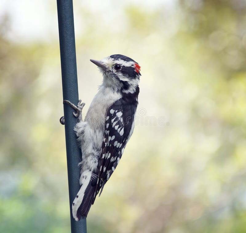 Male Downy Woodpecker On Pole Stock Photo - Image of spring, outdoor