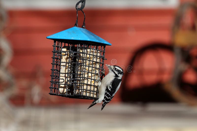 Downy Woodpecker at a Suet Feeder Stock Image - Image of perch, feeder