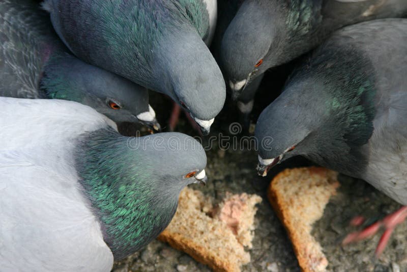 Download Dows stock image. Image of dows, birdhead, dozen, citylife - 457319