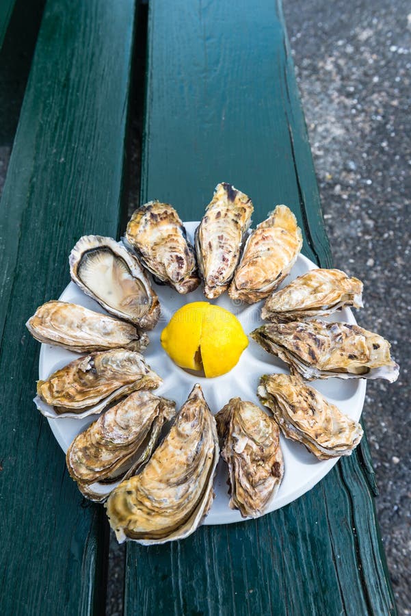 A Dozen Oysters on a Plastic Plate Stock Image Image of invertebrate