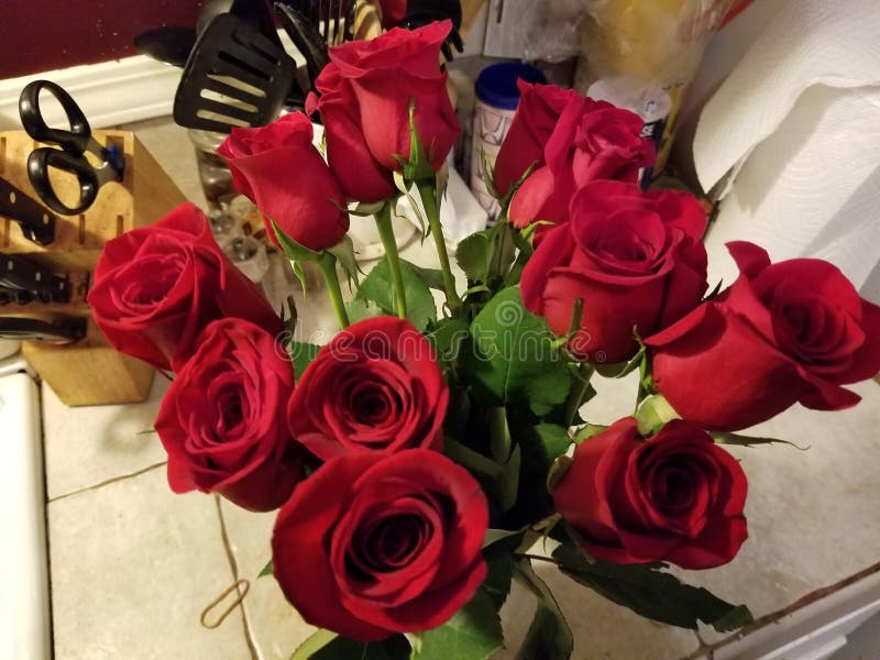 Dozen red roses on a bench stock image. Image of birthday 57793479
