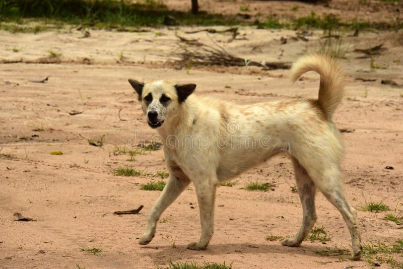 download feral dogs for free download feral dogs for free