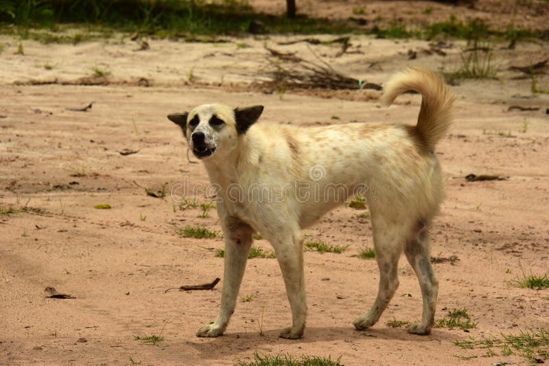download feral dogs for free download feral dogs for free