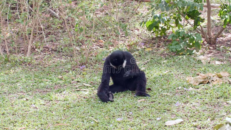 Doigts De Singe Main. Drôle De Singe Dans La Forêt Verte Banque D