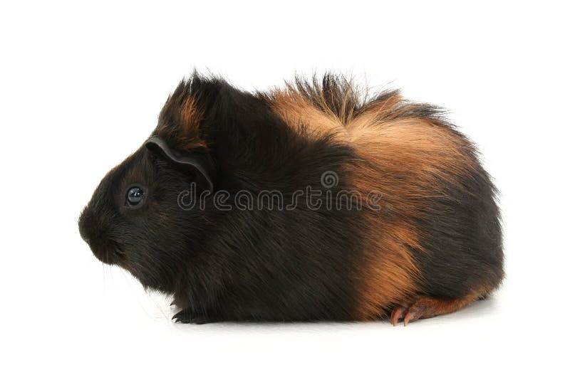 Dr Fuzz Pet Guinea Pig Over White Background Stock Photo