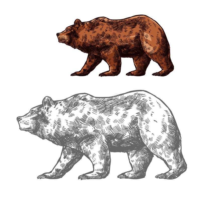 Draag dierlijke schets van het lopen van bruine grizzly royalty-vrije illustratie Draag dierlijke schets van het lopen van bruine grizzly royalty-vrije illustratie