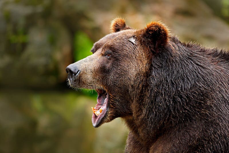 Draag met open snuit Portret van bruine beer Het portret van het detailgezicht van gevaarsdier Mooie grote bruin draagt aardhabit
