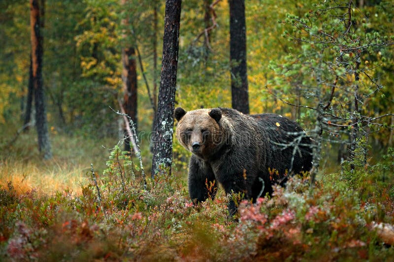 Draag verborgen in gele bos de Herfstbomen met beer Mooie bruin draagt lopend rond meer met dalingskleuren Gevaarlijk dier royalty-vrije stock foto Draag verborgen in gele bos de Herfstbomen met beer Mooie bruin draagt lopend rond meer met dalingskleuren Gevaarlijk dier royalty-vrije stock foto