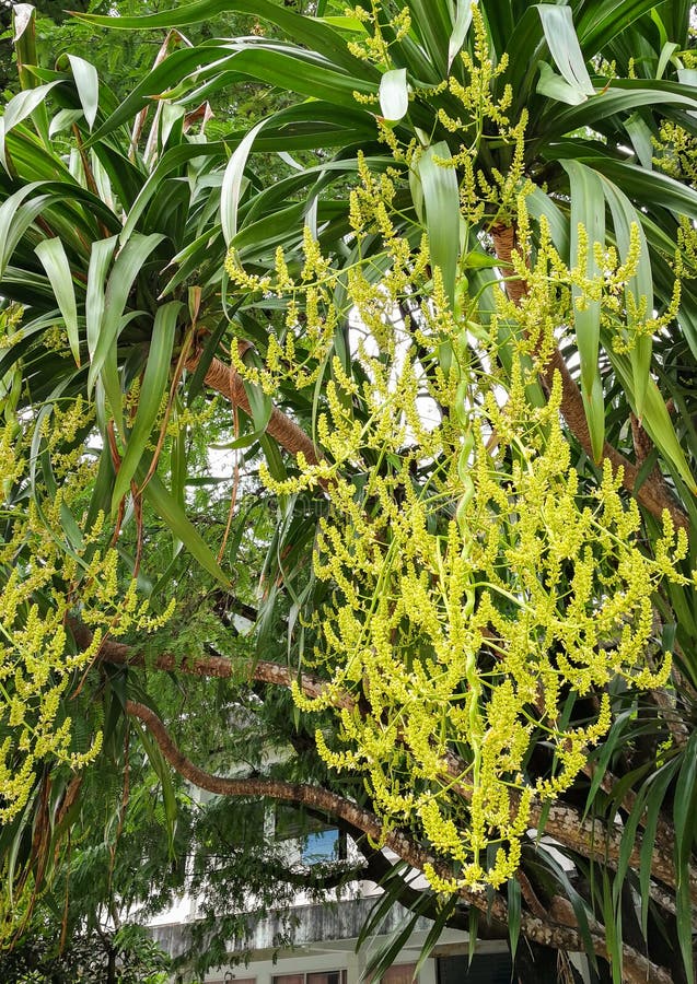 Dracaena Cochinchinensis Stock Photos Free & RoyaltyFree Stock