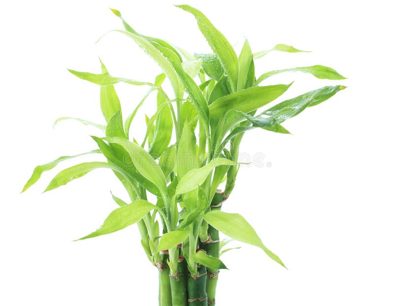 Dracaena de la cinta, bambú afortunado, árbol de hoja perenne belga, planta p de la cinta fotografía de archivo libre de regalías Dracaena de la cinta, bambú afortunado, árbol de hoja perenne belga, planta p de la cinta fotografía de archivo libre de regalías