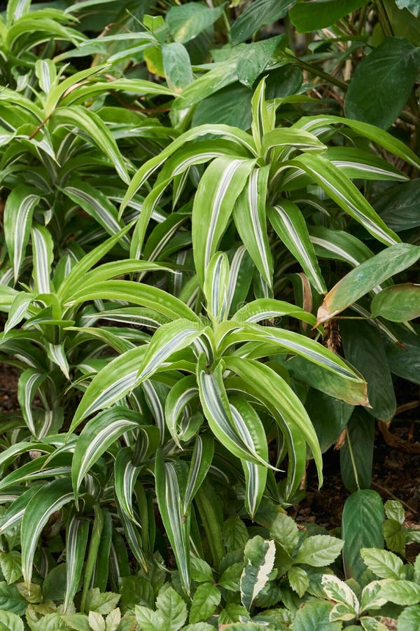 Dracaena dereminsis var wanekii