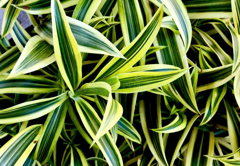 Dracaena dermensis wzór obraz stock Dracaena dermensis wzór obraz stock