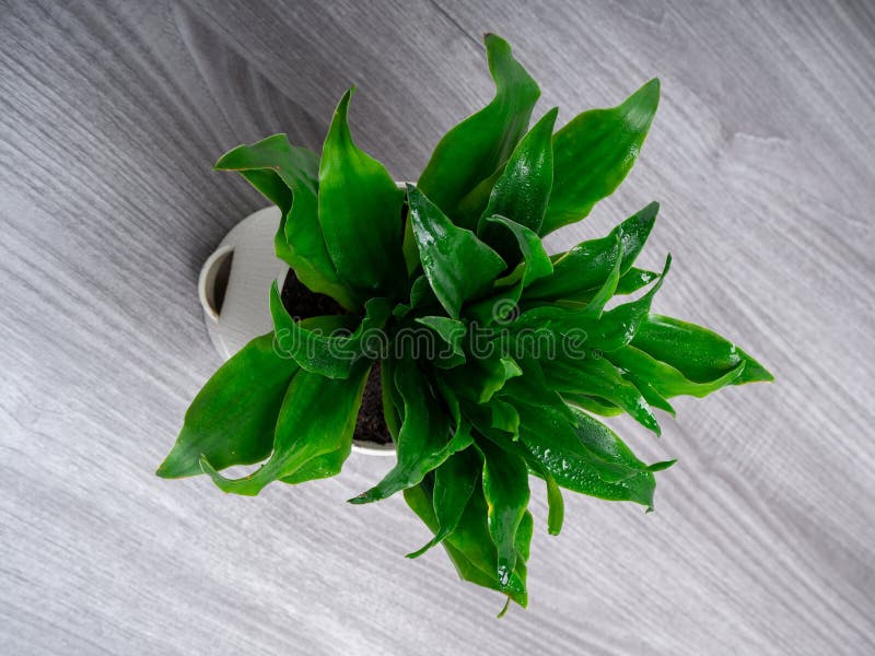 Dracaena fragrans Compacta