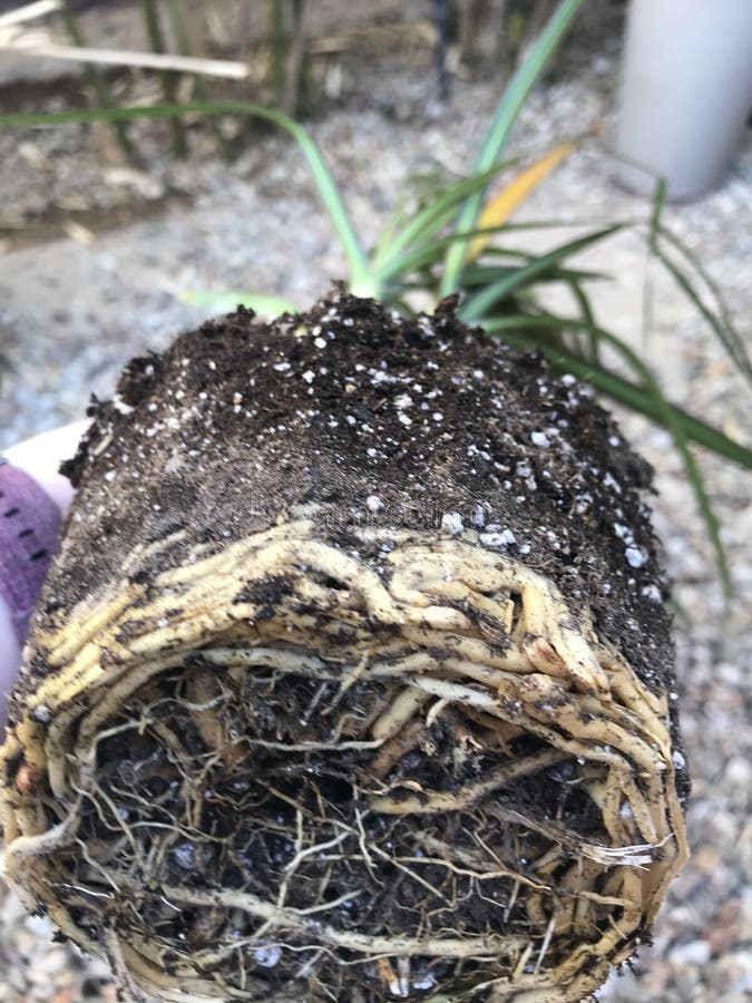 Dracaena marginata roots 0754