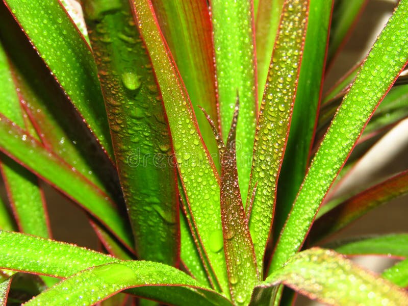 Dracaena marginata. Green leaves of red edged dracaena. Madagascar dragon tree covered with water dew drops.