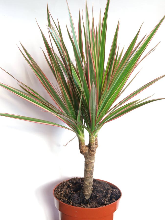 Dracaena marginata 2