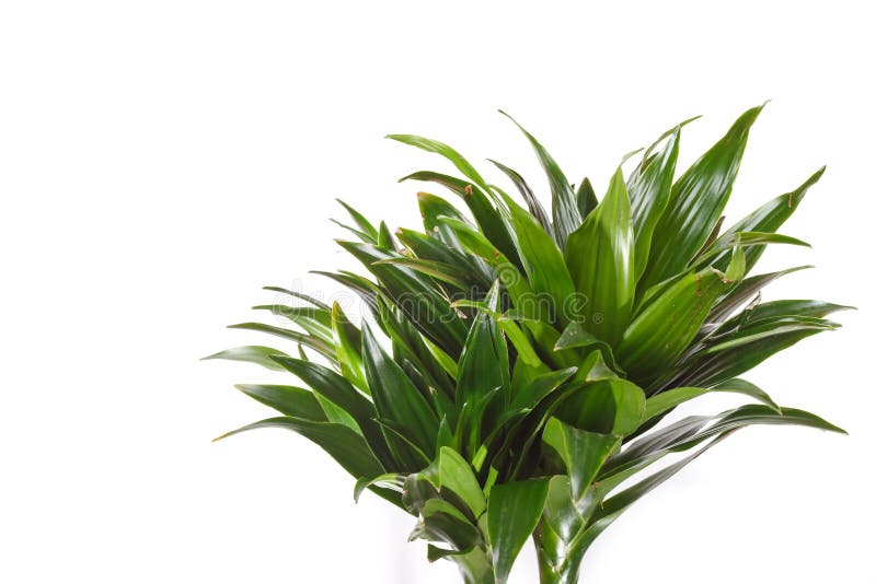 Dracaena plant royalty free stock photography