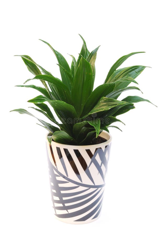 Dracaena plant in pot isolated on white