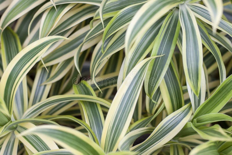 Dracaena reflexa Lam or Song of India plant in the garden. stock photography Dracaena reflexa Lam or Song of India plant in the garden. stock photography