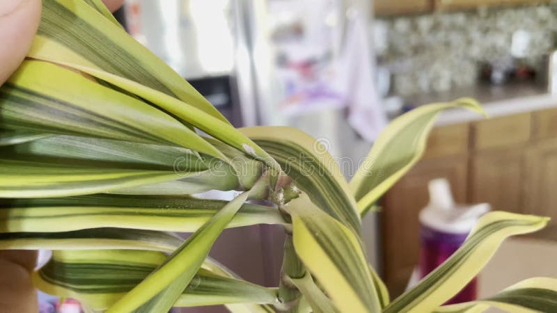 Dracaena reflexa mealybugs stock video footage