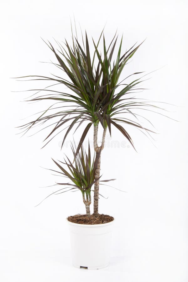 Dracena stock photo
