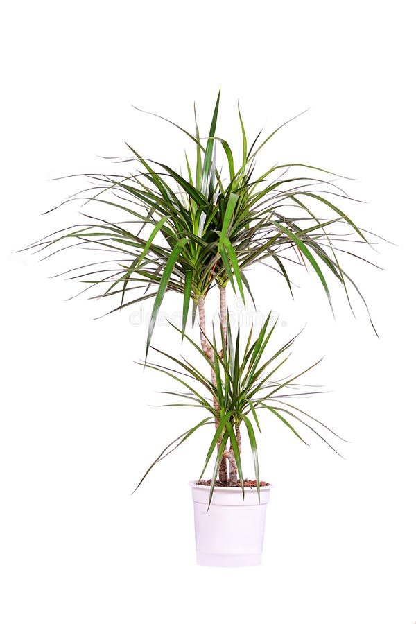 Dracena stock photography