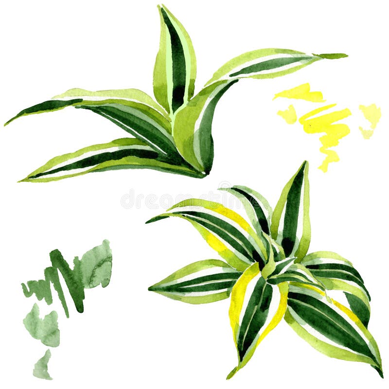 Dracena groene bladeren Het bloemengebladerte van de bladinstallatie Van de achtergrond waterverf reeks Het geïsoleerde element v stock illustratie Dracena groene bladeren Het bloemengebladerte van de bladinstallatie Van de achtergrond waterverf reeks Het geïsoleerde element v stock illustratie
