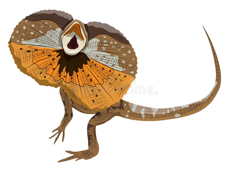 Frilled dragon or frilled agama with open hood. Wild reptiles of Australia and New Guinea. realistic vector animal. Frilled dragon or frilled agama with open hood. Wild reptiles of Australia and New Guinea. realistic vector animal